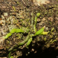 Taeniophyllum